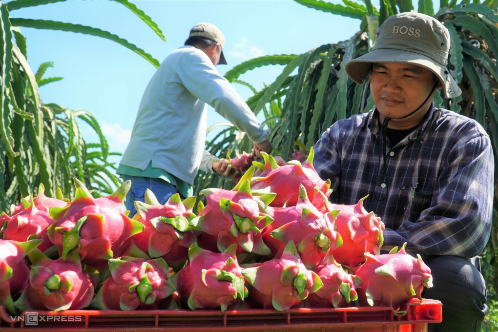 Vietnamese fruit faces tougher competition in China